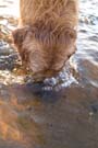 Molly finding a rock